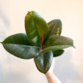 Ficus elastica 'Robusta' - Rubber Plant - Sprouts of Bristol