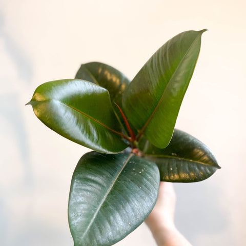 Ficus elastica 'Robusta' - Rubber Plant - Sprouts of Bristol