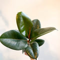 Ficus elastica 'Robusta' - Rubber Plant - Sprouts of Bristol