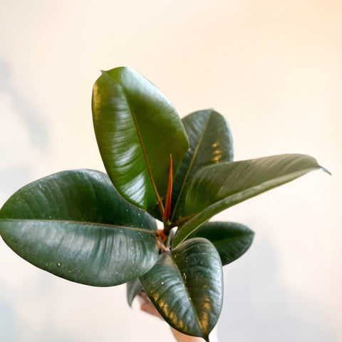 Ficus elastica 'Robusta' - Rubber Plant - Sprouts of Bristol