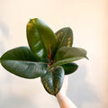 Ficus elastica 'Robusta' - Rubber Plant - Sprouts of Bristol