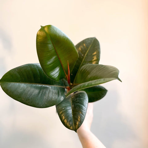 Ficus elastica 'Robusta' - Rubber Plant - Sprouts of Bristol