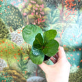 Ficus lyrata - Fiddle - Leaf Fig - Sprouts of Bristol
