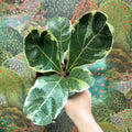Ficus lyrata ‘Variegata’ – Variegated Fiddle - Leaf Fig - Sprouts of Bristol