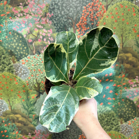 Ficus lyrata ‘Variegata’ – Variegated Fiddle - Leaf Fig - Sprouts of Bristol