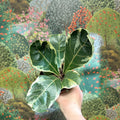 Ficus lyrata ‘Variegata’ – Variegated Fiddle - Leaf Fig - Sprouts of Bristol