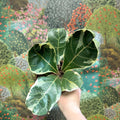 Ficus lyrata ‘Variegata’ – Variegated Fiddle - Leaf Fig - Sprouts of Bristol
