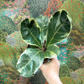 Ficus lyrata ‘Variegata’ – Variegated Fiddle - Leaf Fig - Sprouts of Bristol