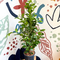 Ficus microcarpa ‘Moclame’ – Indian Laurel Fig - Sprouts of Bristol