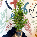 Ficus microcarpa ‘Moclame’ – Indian Laurel Fig - Sprouts of Bristol