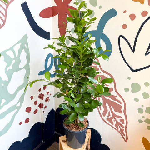 Ficus microcarpa ‘Moclame’ – Indian Laurel Fig - Sprouts of Bristol