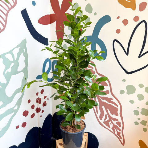 Ficus microcarpa ‘Moclame’ – Indian Laurel Fig - Sprouts of Bristol