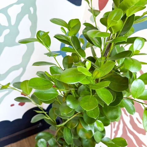 Ficus microcarpa ‘Moclame’ – Indian Laurel Fig - Sprouts of Bristol