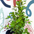 Ficus microcarpa ‘Moclame’ – Indian Laurel Fig - Sprouts of Bristol