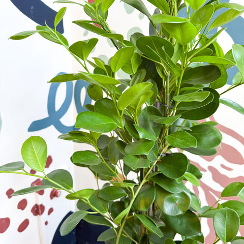 Ficus microcarpa ‘Moclame’ – Indian Laurel Fig - Sprouts of Bristol