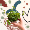 Ficus pumila 'Green Sunny' - Creeping Fig - Sprouts of Bristol