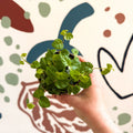 Ficus pumila 'Green Sunny' - Creeping Fig - Sprouts of Bristol