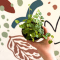 Ficus pumila 'Green Sunny' - Creeping Fig - Sprouts of Bristol