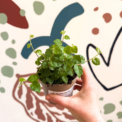 Ficus pumila 'Green Sunny' - Creeping Fig - Sprouts of Bristol