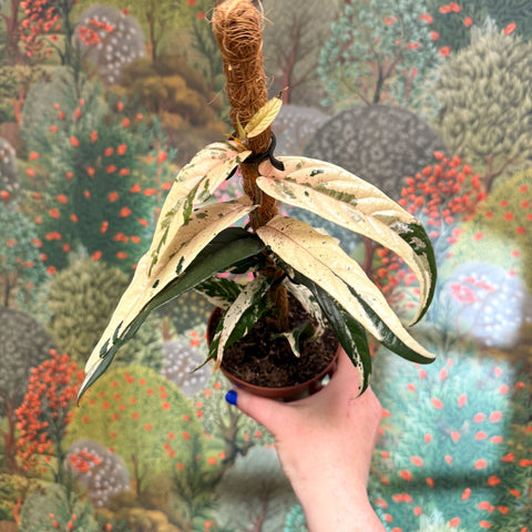 Ficus sagittata ‘Variegata Pink’ - Sprouts of Bristol