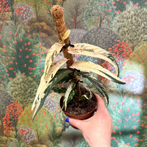 Ficus sagittata ‘Variegata Pink’ - Sprouts of Bristol