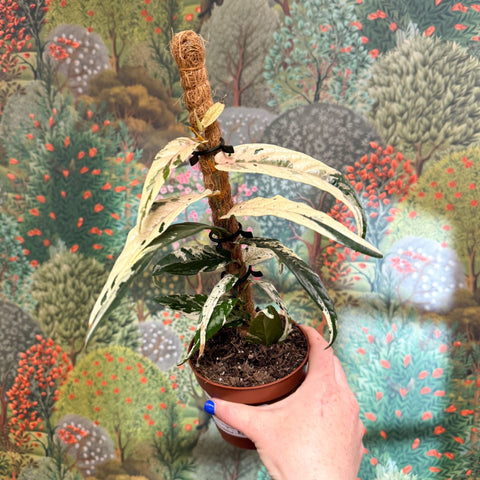 Ficus sagittata ‘Variegata Pink’ - Sprouts of Bristol