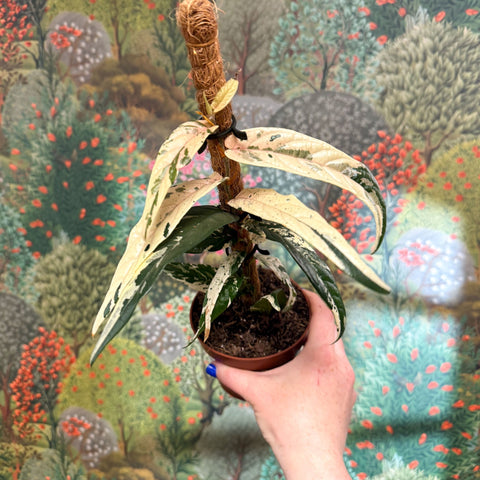 Ficus sagittata ‘Variegata Pink’ - Sprouts of Bristol