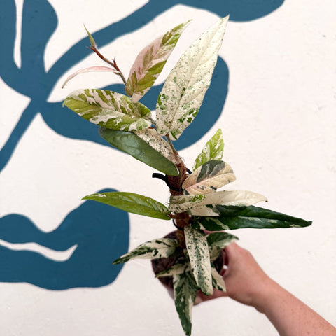Ficus sagittata ‘Variegata Pink’ - Sprouts of Bristol