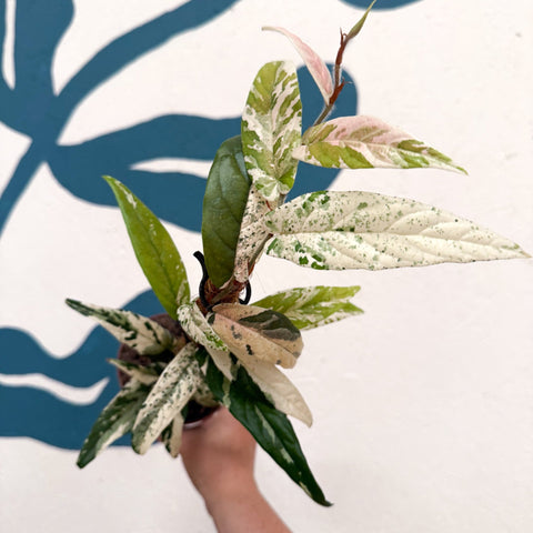 Ficus sagittata ‘Variegata Pink’ - Sprouts of Bristol