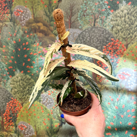 Ficus sagittata ‘Variegata Pink’ - Sprouts of Bristol