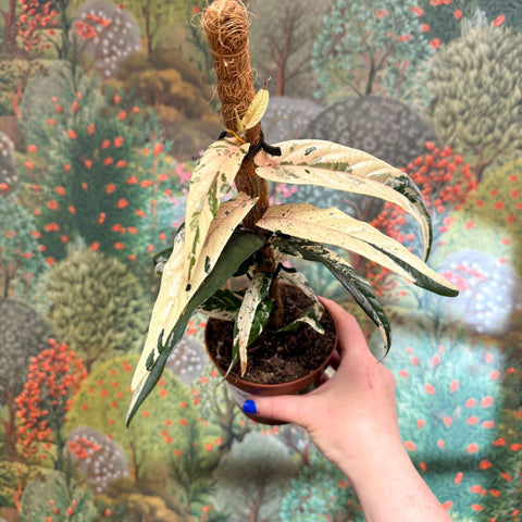 Ficus sagittata ‘Variegata Pink’ - Sprouts of Bristol