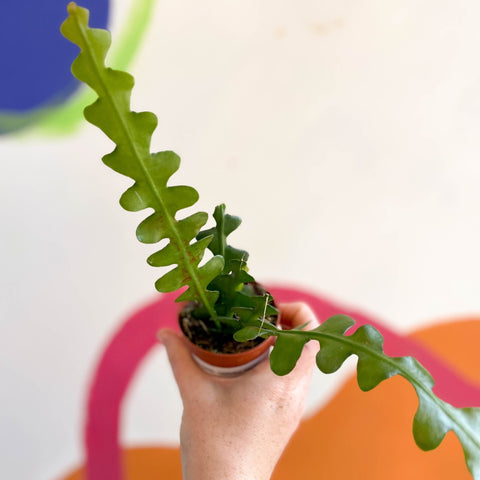 Fishbone Cactus - Epiphyllum anguliger - Sprouts of Bristol