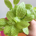 Fittonia argyroneura 'Mini Lemon' - Sprouts of Bristol