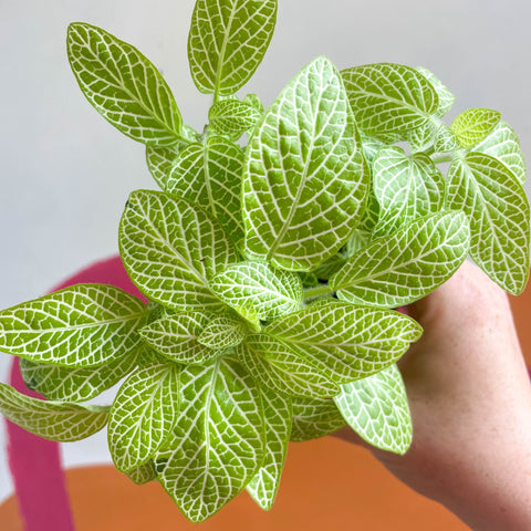 Fittonia argyroneura 'Mini Lemon' - Sprouts of Bristol