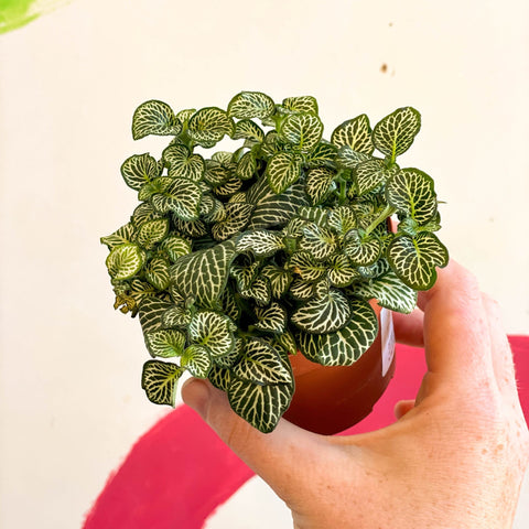 Fittonia argyroneura 'Mosaic Shadow' - Sprouts of Bristol