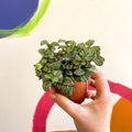 Fittonia argyroneura 'Mosaic Shadow' - Sprouts of Bristol
