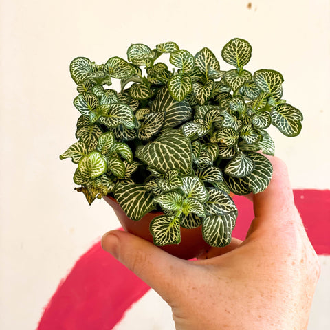 Fittonia argyroneura 'Mosaic Shadow' - Sprouts of Bristol