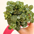 Fittonia argyroneura 'Mosaic Shadow' - Sprouts of Bristol