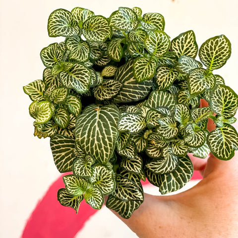 Fittonia argyroneura 'Mosaic Shadow' - Sprouts of Bristol