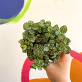 Fittonia argyroneura 'Mosaic Shadow' - Sprouts of Bristol
