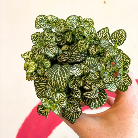 Fittonia argyroneura 'Mosaic Shadow' - Sprouts of Bristol