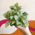 Fittonia argyroneura 'White Anne' - Sprouts of Bristol