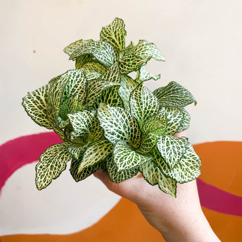 Fittonia argyroneura 'White Anne' - Sprouts of Bristol