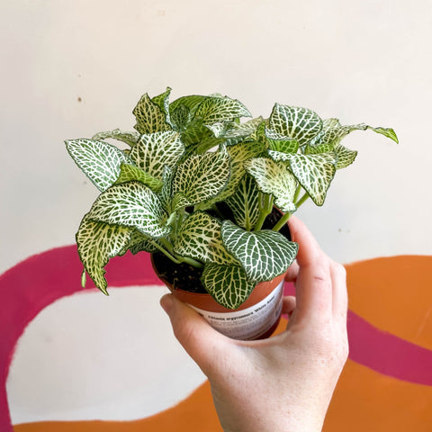 Fittonia argyroneura 'White Anne' - Sprouts of Bristol