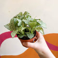 Fittonia argyroneura 'White Anne' - Sprouts of Bristol