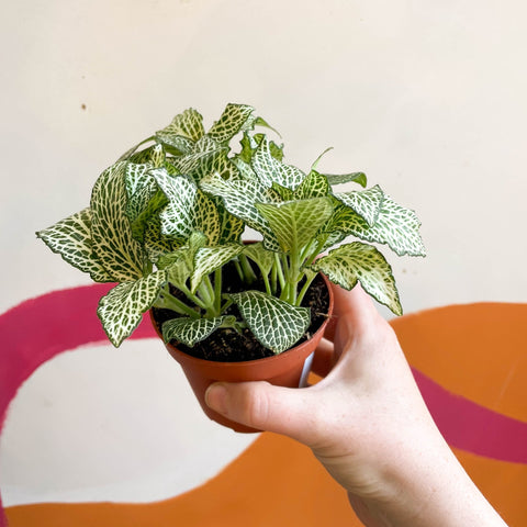 Fittonia argyroneura 'White Anne' - Sprouts of Bristol
