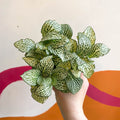 Fittonia argyroneura 'White Anne' - Sprouts of Bristol