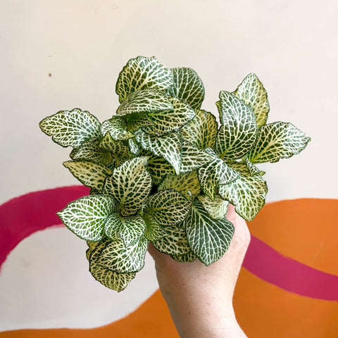 Fittonia argyroneura 'White Anne' - Sprouts of Bristol