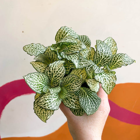 Fittonia argyroneura 'White Anne' - Sprouts of Bristol