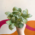Fittonia argyroneura 'White Anne' - Sprouts of Bristol